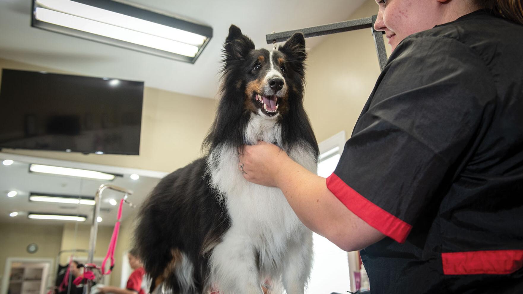 Miss Kitty’s Dog Resort